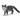 Maine Coon Cat